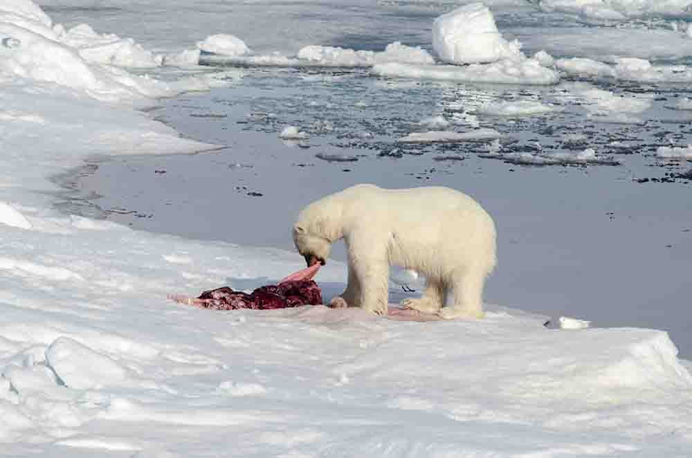 Oso Polar - islas Svalbard - Noruega 58.jpg
